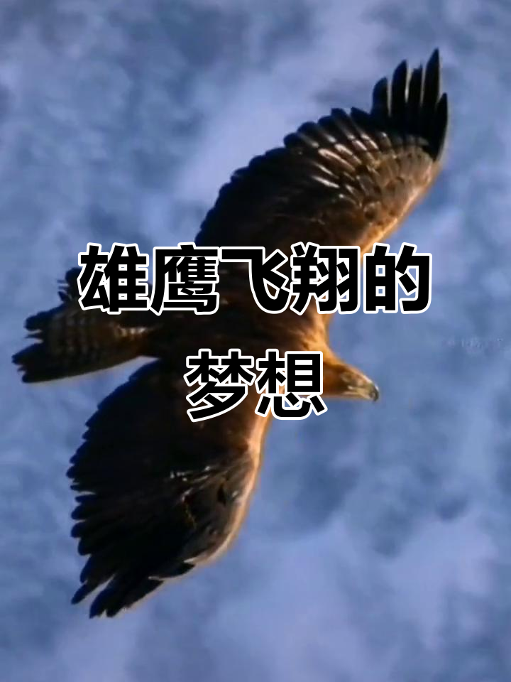 亚洲雄鹰所向披靡,遥望冠军似在眼前的简单介绍 亚洲雄鹰所向披靡,遥望冠军似在眼前的简单介绍